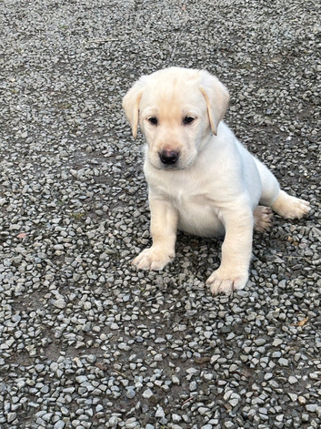Gorgeous KC reg Labrador puppies