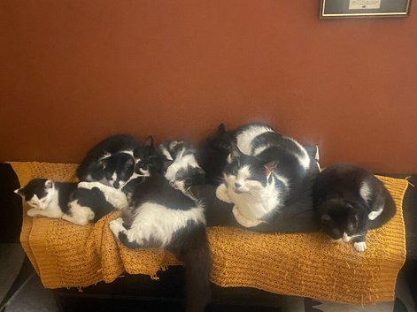 Cats for rehoming