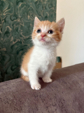4 kittens looking for forever home