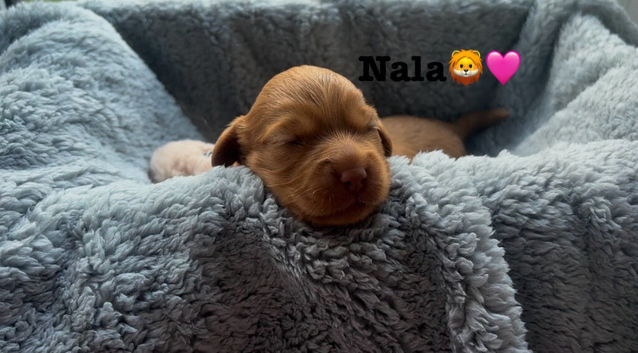 COCKAPOO PUPPIES LOOKING FOR A FOREVER HOME