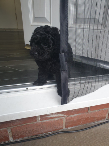 1 black toy poodle boy