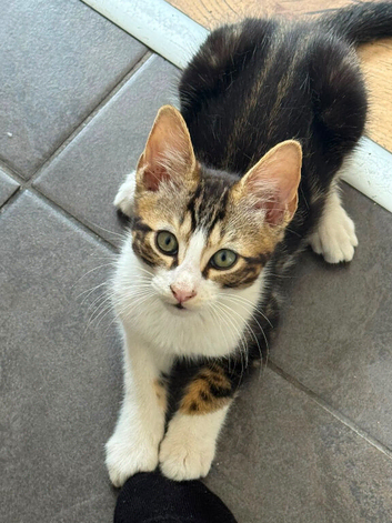 Gorgeous Mixed Bengals ready for new home