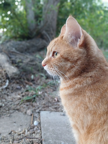 Ginger American short-hair tabby cat