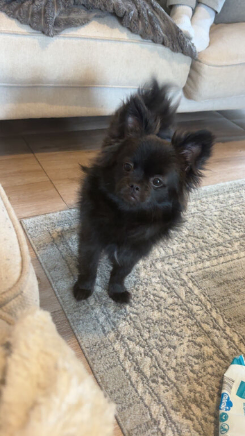 Black Pom/pug