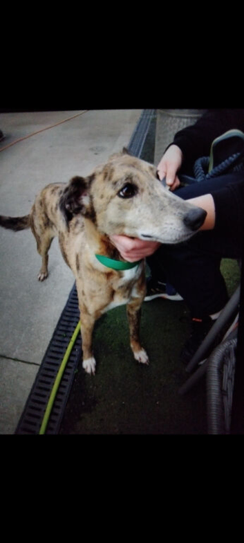 Bedlington whippt saluki gray hond