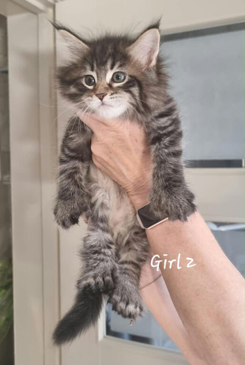 MAINCOON KITTENS