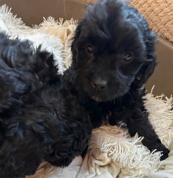 5 Beautiful Little Boy Cockapoos looking For A Forever Loveing Home, 2 Black, 2 Chocolate And 1 beige