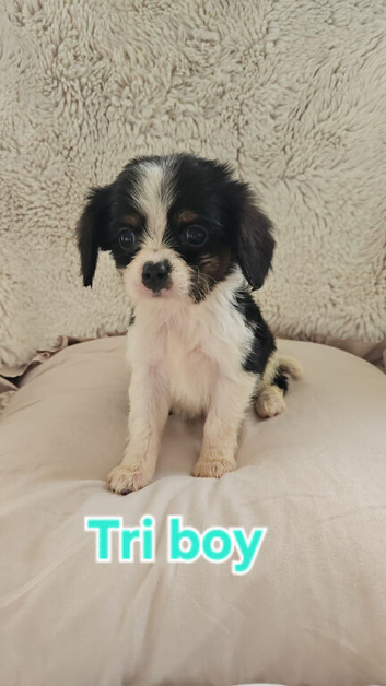 5 King charles cavalier puppies