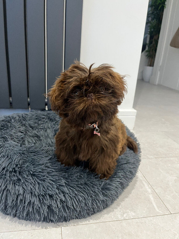 Imperial chocolate puppy