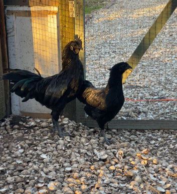 Ayam cemani pair