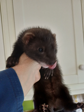 Black ferrets for sale
