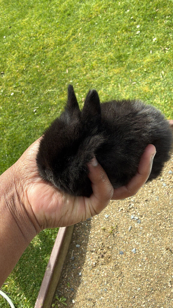 5 Gorgeous Baby Bunnies Looking for Loving Homes