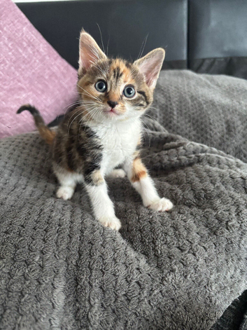 Gorgeous kittens