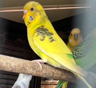 Two young budgies