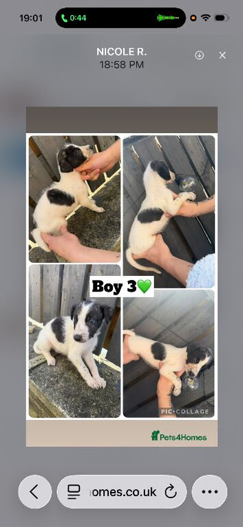 Saluki deerhound 8 weeks old