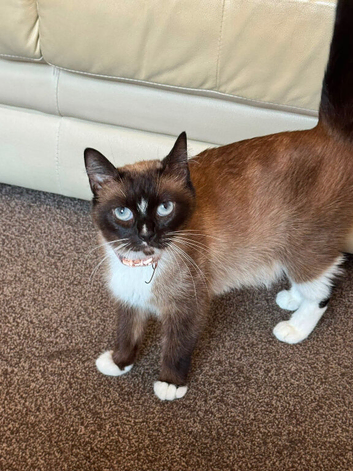 Ragdoll/ British Short Hair/ Mainecoon Cross Mixed Breed Female Cat