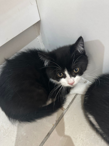 Kitten for sale