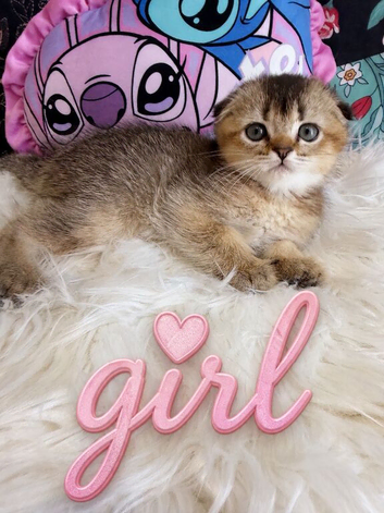 Stunning Scottish Fold & Scottish Straight Chinchilla Kittens