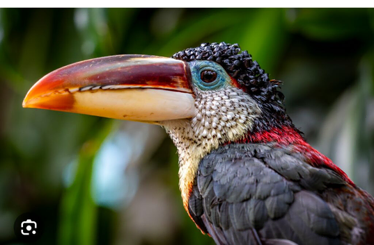 Imprinted Curl-crested Aracari for sale