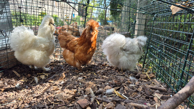3 Silkie Hens