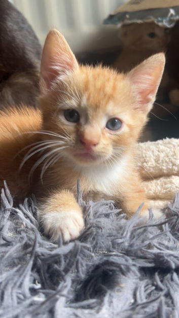 4 Gorgeous Ginger Kittens