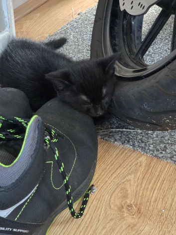 Kitten looking for loving home