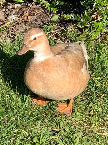 Butterscotch Call Duck Hatching Eggs x 6