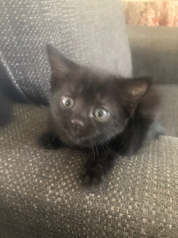 3 kittens available to rehome