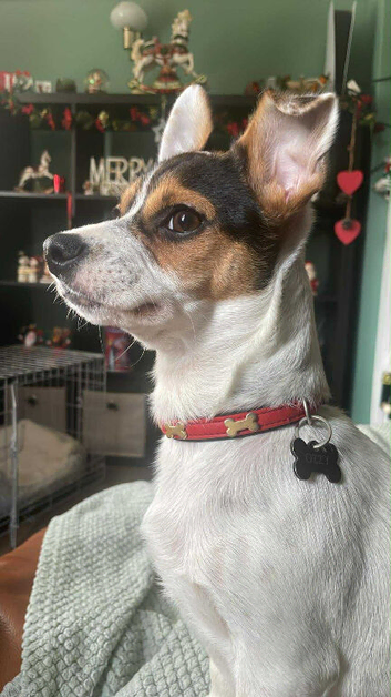 Beautiful dog for stud