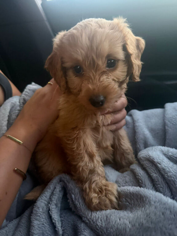 8 weeks old