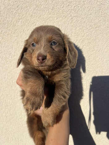 *READY TO LEAVE* unreal long hair KC registered beautiful babies