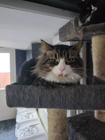 Sweet mixed breed male cat looking for a loving forever home