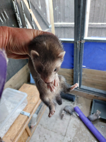 Mixture of ferrets (not free)