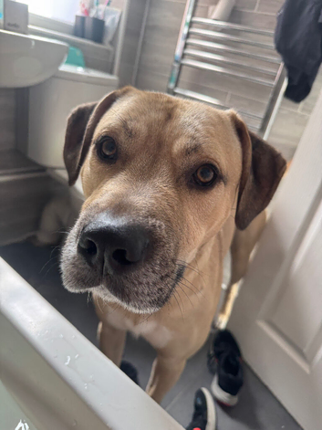 Kenny needs a forever home