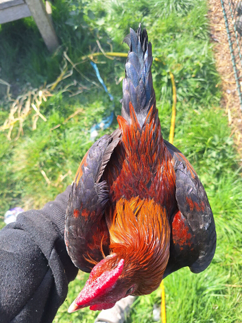 Oeg bantams