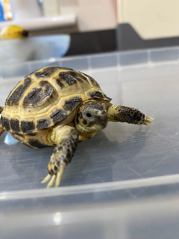 Horsefield Tortoises