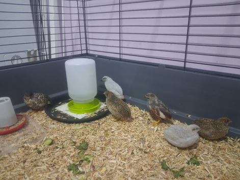 8wk old Chinese Painted quail (Button Quail)
