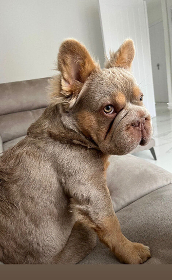 Elite Isabella & Cherry Tan Big Rope Fluffy French Bulldog