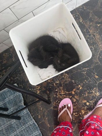 Kitten
