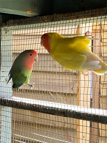 Two lovebirds peach face