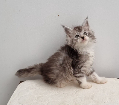 GCCF Pedigree Maine Coon Kittens for sale