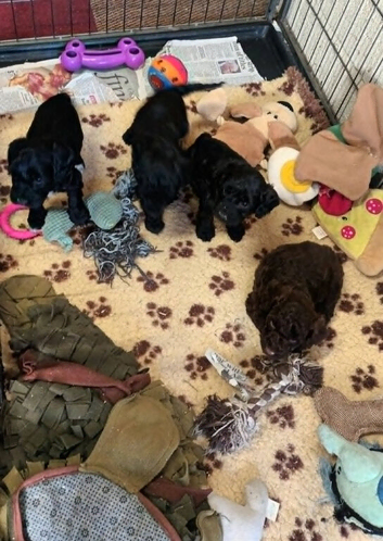 F1b SPROODLE PUPPIES FROM 5* LICENCED BREEDER