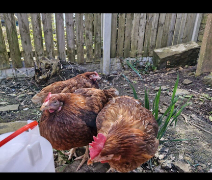 3 brown hens