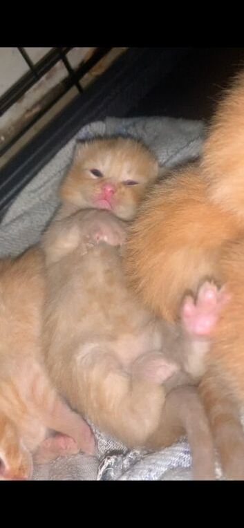 Mixed breed kittens
