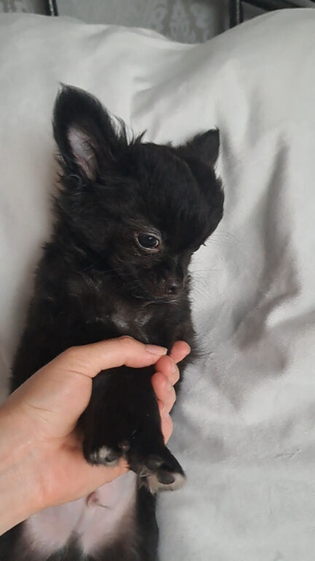 2 long coat chihuahua male pups