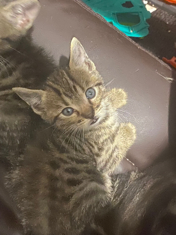 Cute beautiful kittens