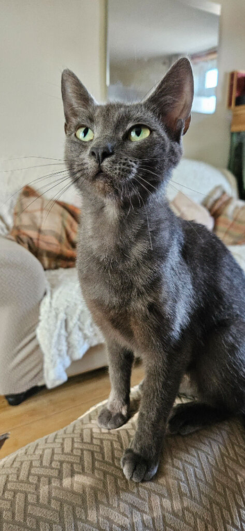 2 Year Old Grey Female Cat