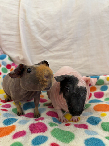 2 skinny pig brothers