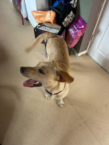 Blonde Labrador