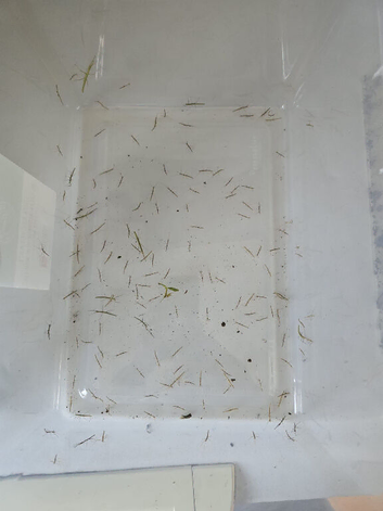 Baby stick insects